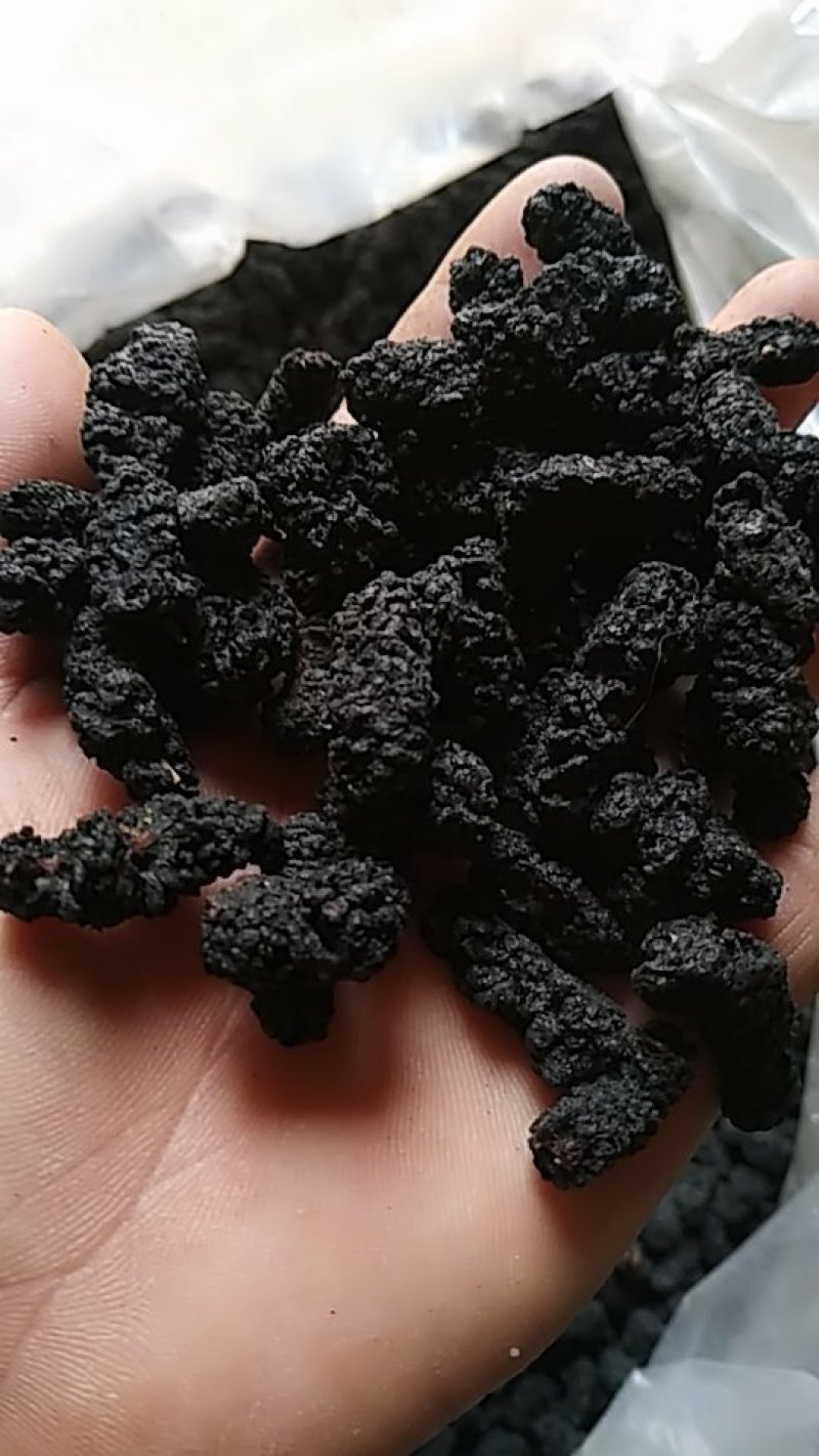 桑椹干，量大