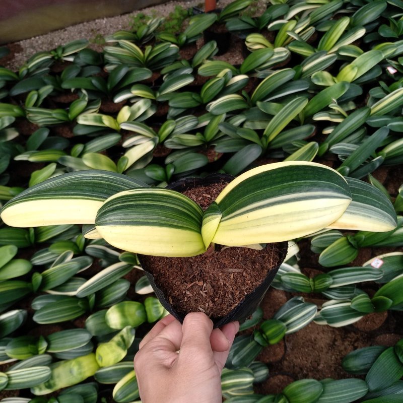 君子兰彩叶佛光种植户直销一手货源视频照片看货质量放心保障