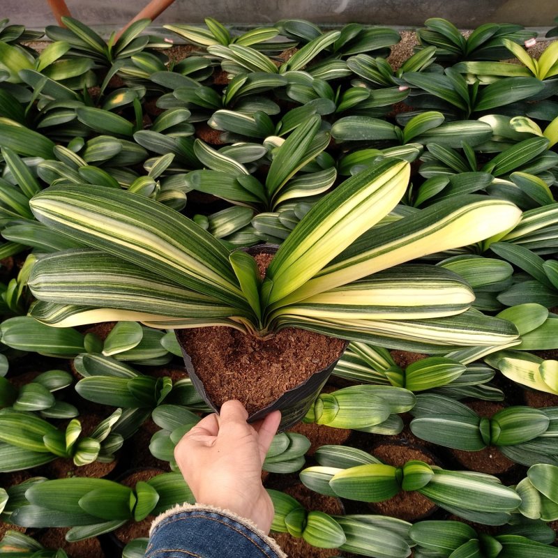 君子兰彩叶佛光种植户直销一手货源视频照片看货质量放心保障