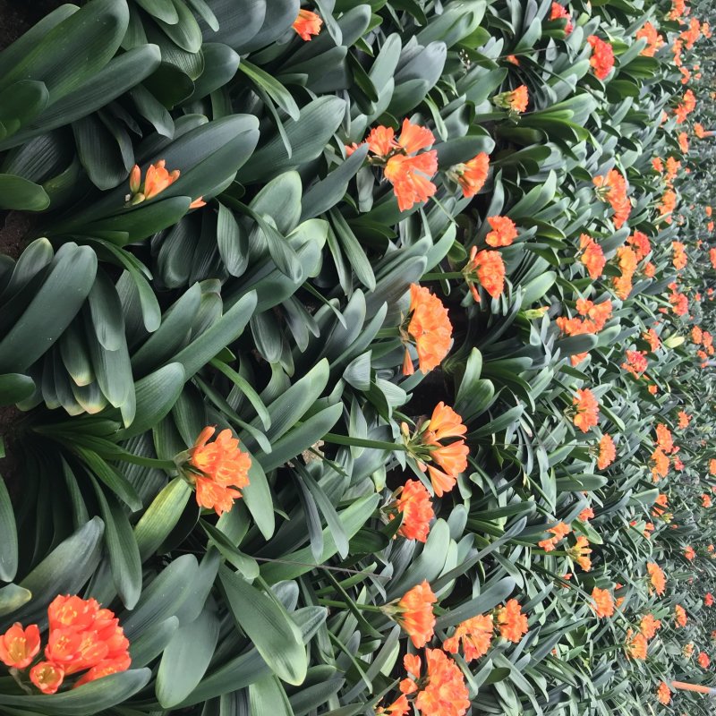 君子兰彩叶佛光种植户直销一手货源视频照片看货质量放心保障