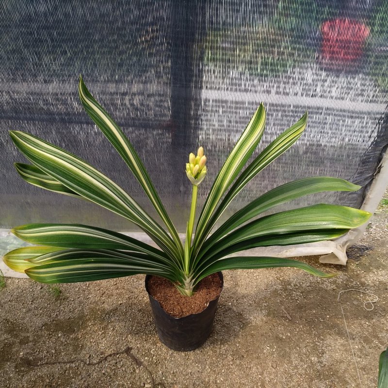 君子兰彩叶佛光种植户直销一手货源视频照片看货质量放心保障