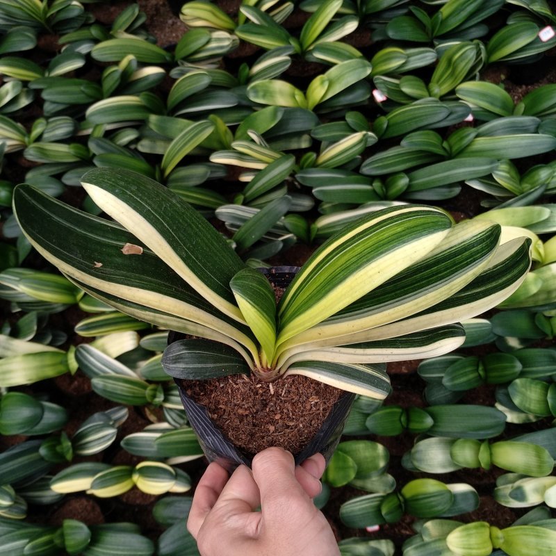 君子兰彩叶佛光种植户直销一手货源视频照片看货质量放心保障