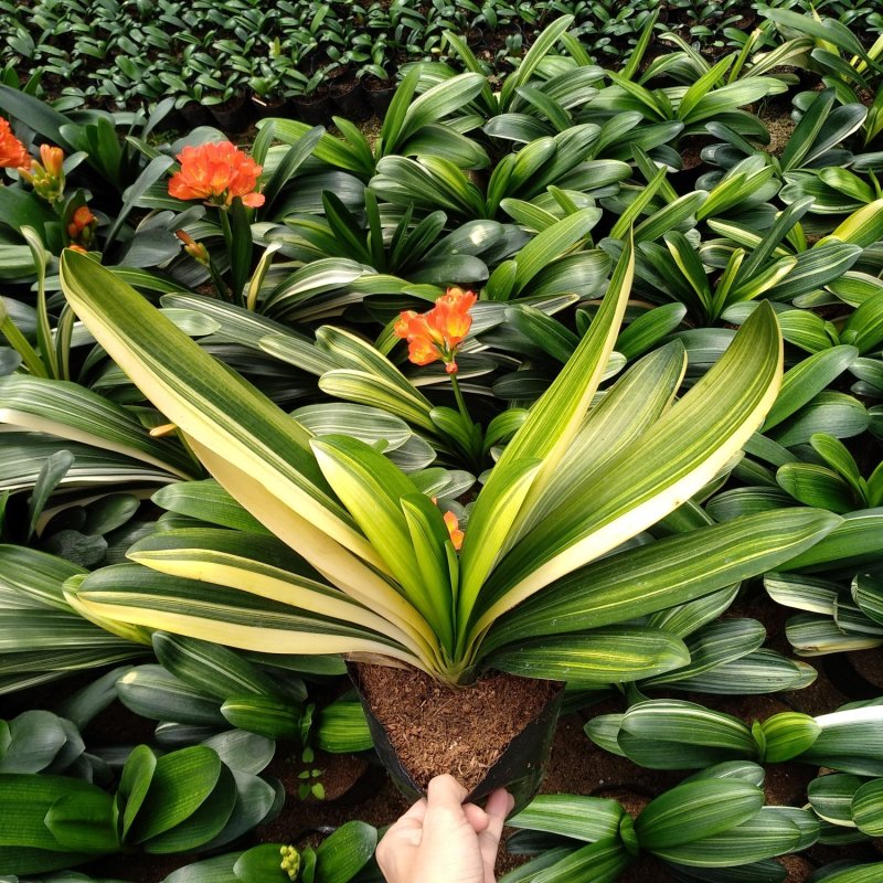 君子兰彩叶佛光种植户直销一手货源视频照片看货质量放心保障