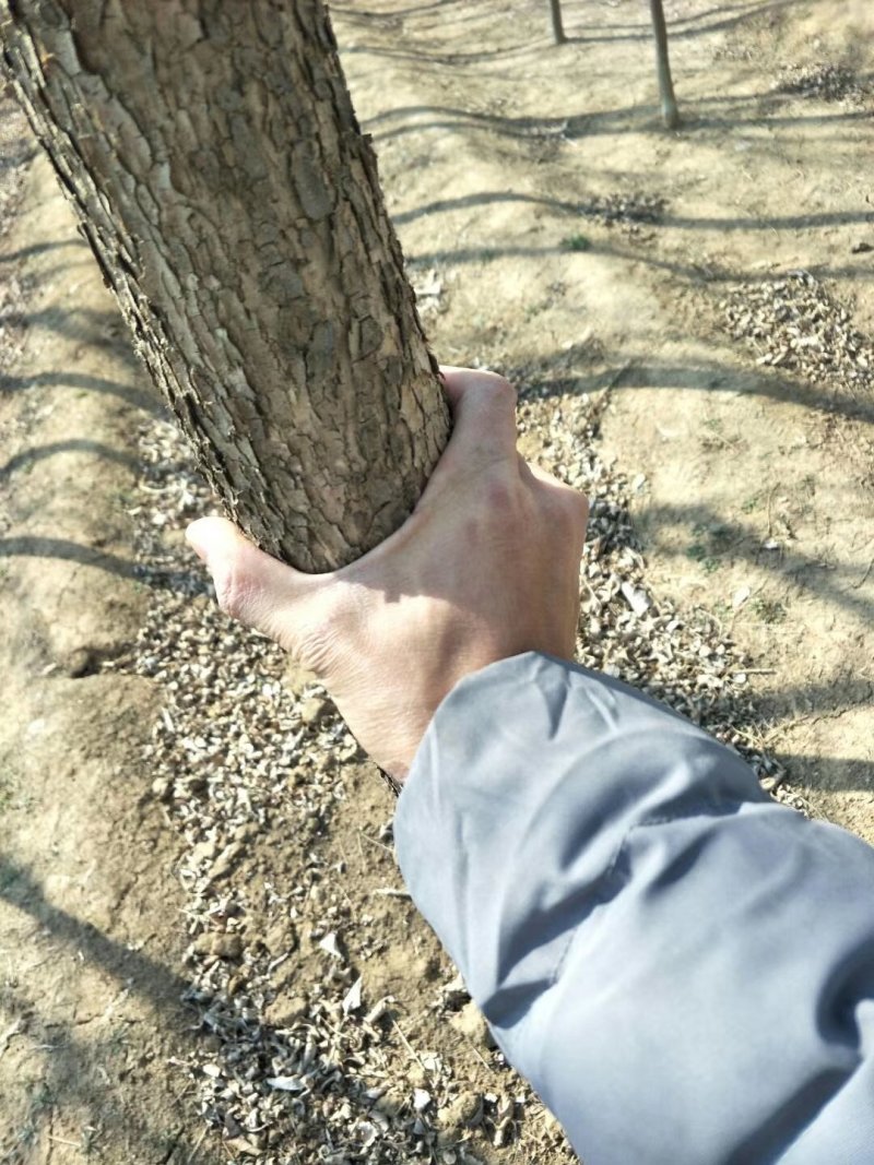 一级原生灌白蜡树，低价处理