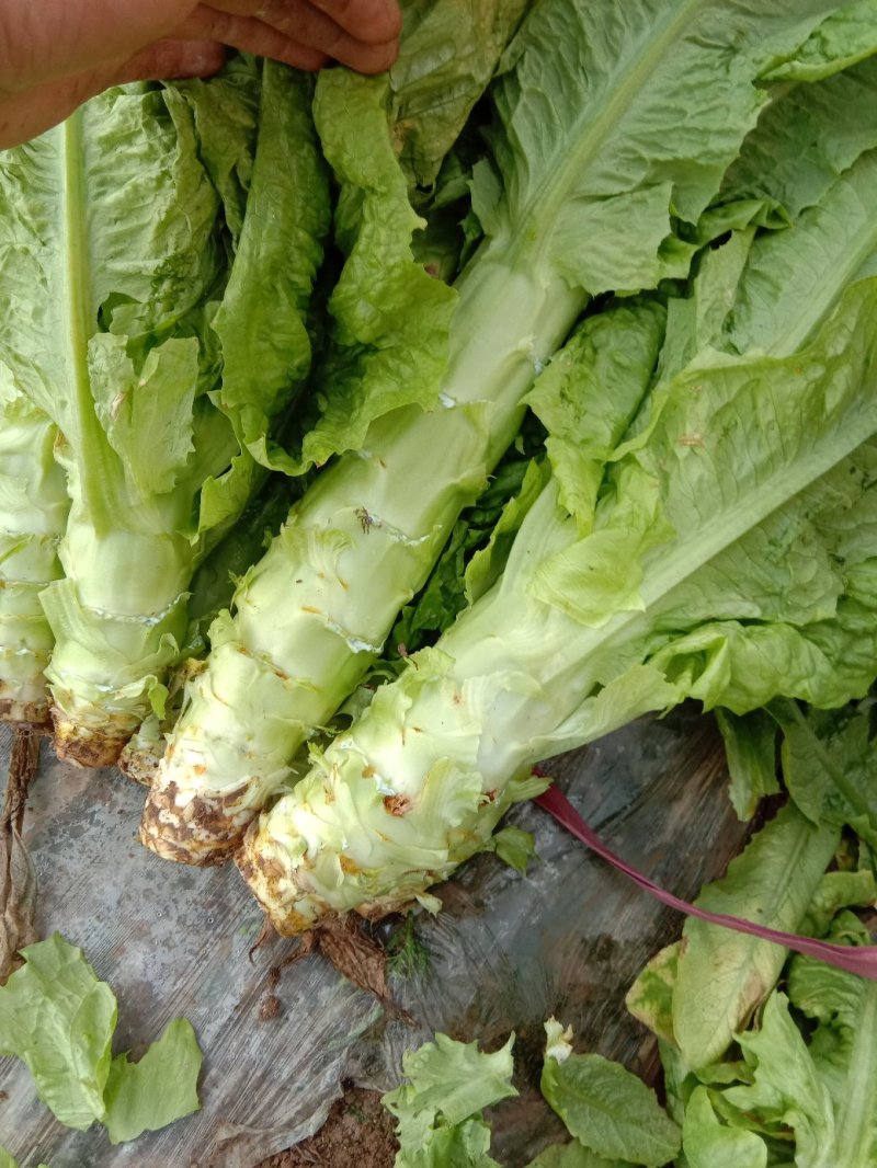 莴笋大量有货，欢迎新老顾客，订购