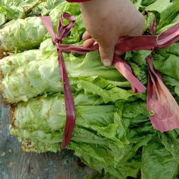 莴笋大量有货，欢迎新老顾客，订购