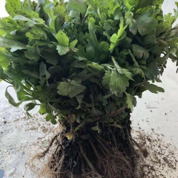 菊花苗亳菊杭白菊苏北菊金丝黄菊等大量供应