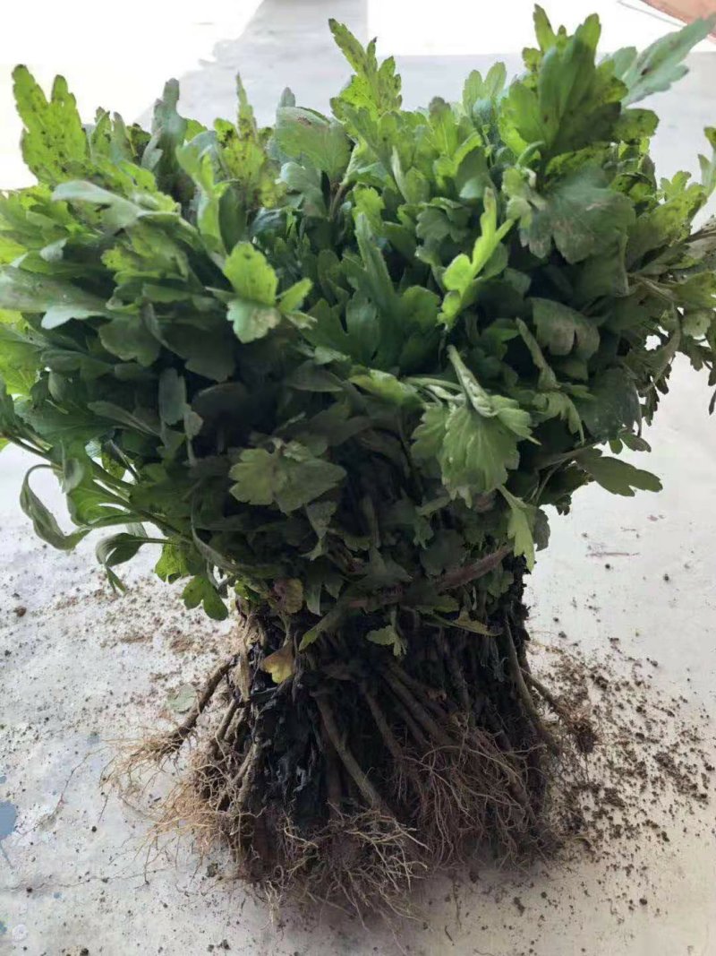 菊花苗亳菊杭白菊苏北菊金丝黄菊等大量供应