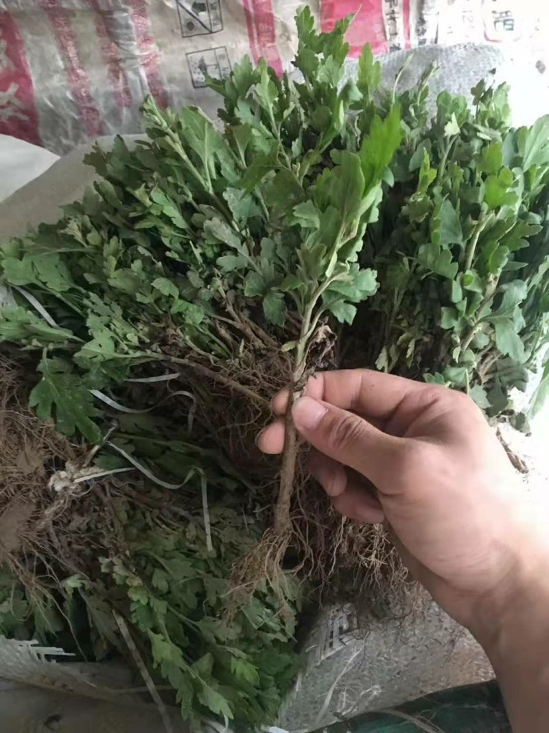 菊花苗亳菊杭白菊苏北菊金丝黄菊等大量供应