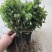 菊花苗亳菊杭白菊苏北菊金丝黄菊等大量供应