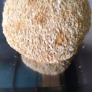 特级猴六菇大量供货量大价平。