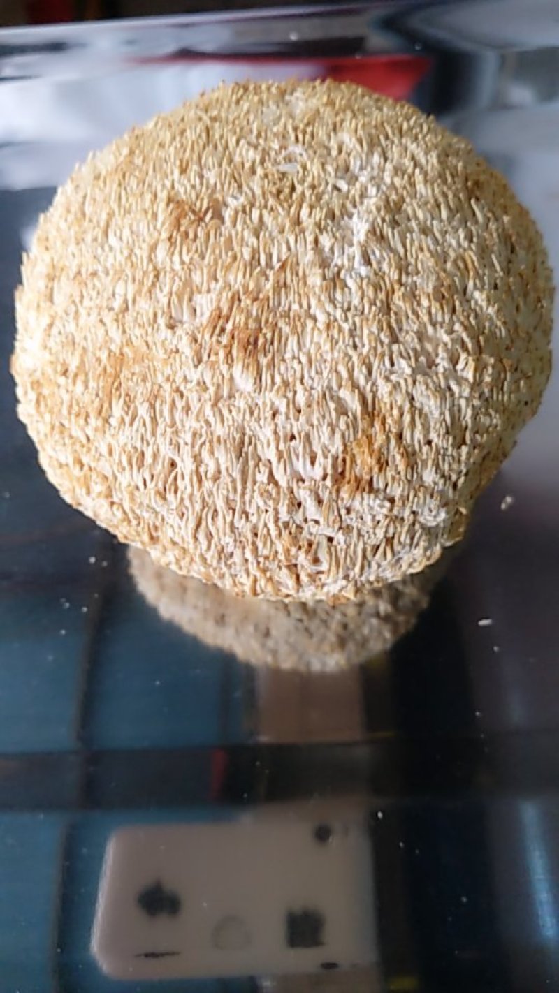 特级猴六菇大量供货量大价平。