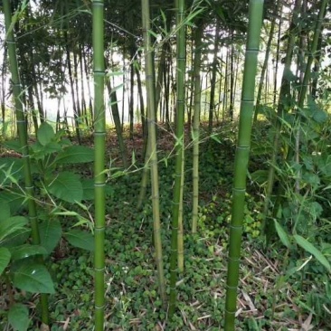 雷竹（早园竹），四川省成都市