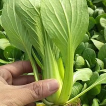 山东精品油菜蔬菜内有大型冷库本公司发票物流配送一条龙服务