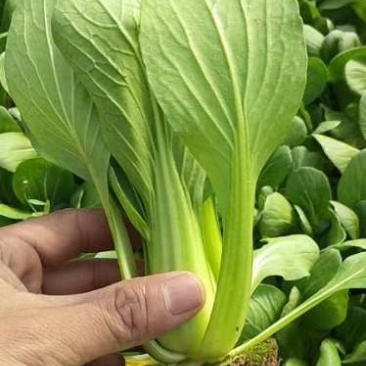 山东精品油菜蔬菜内有大型冷库本公司发票物流配送一条龙服务
