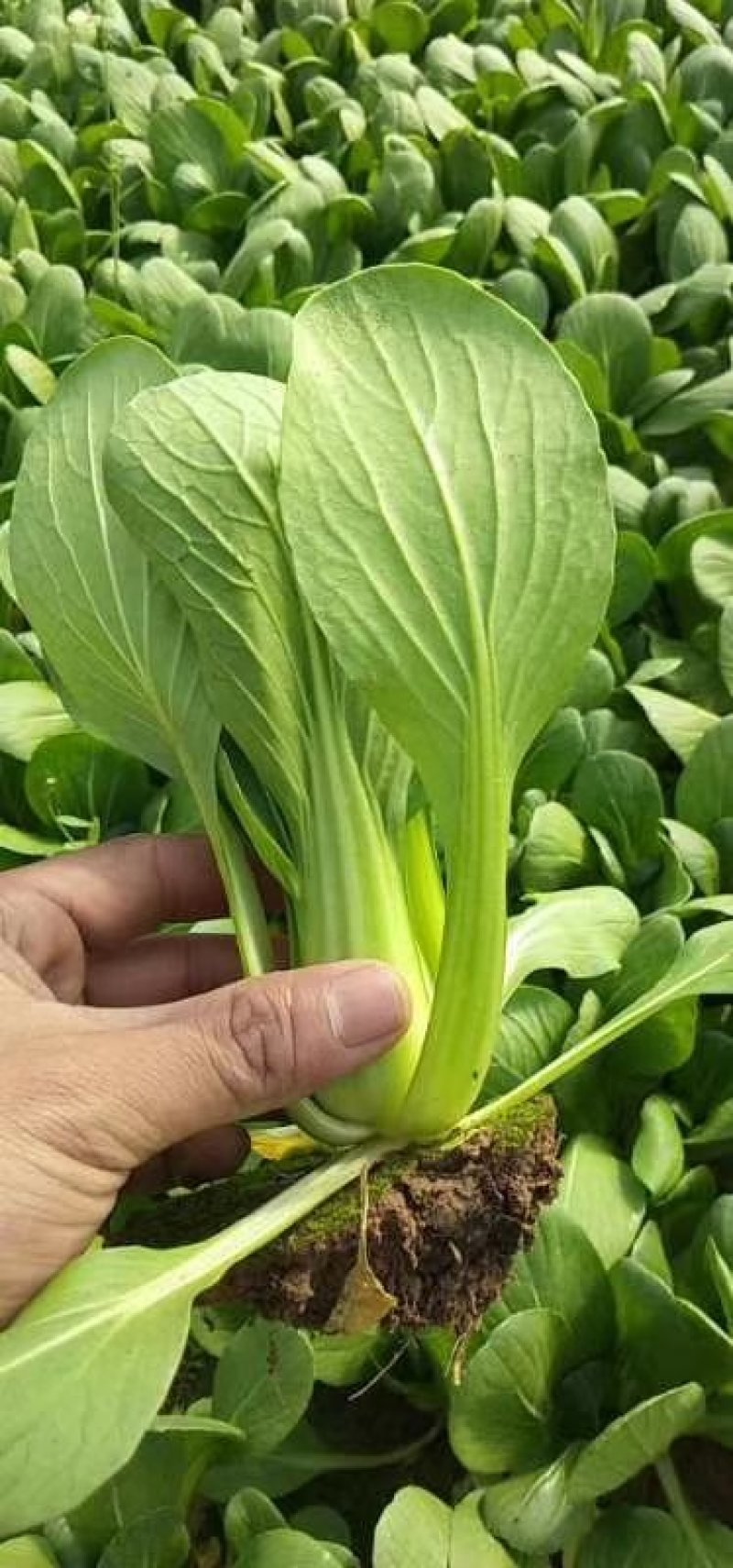 山东精品油菜蔬菜内有大型冷库本公司发票物流配送一条龙服务
