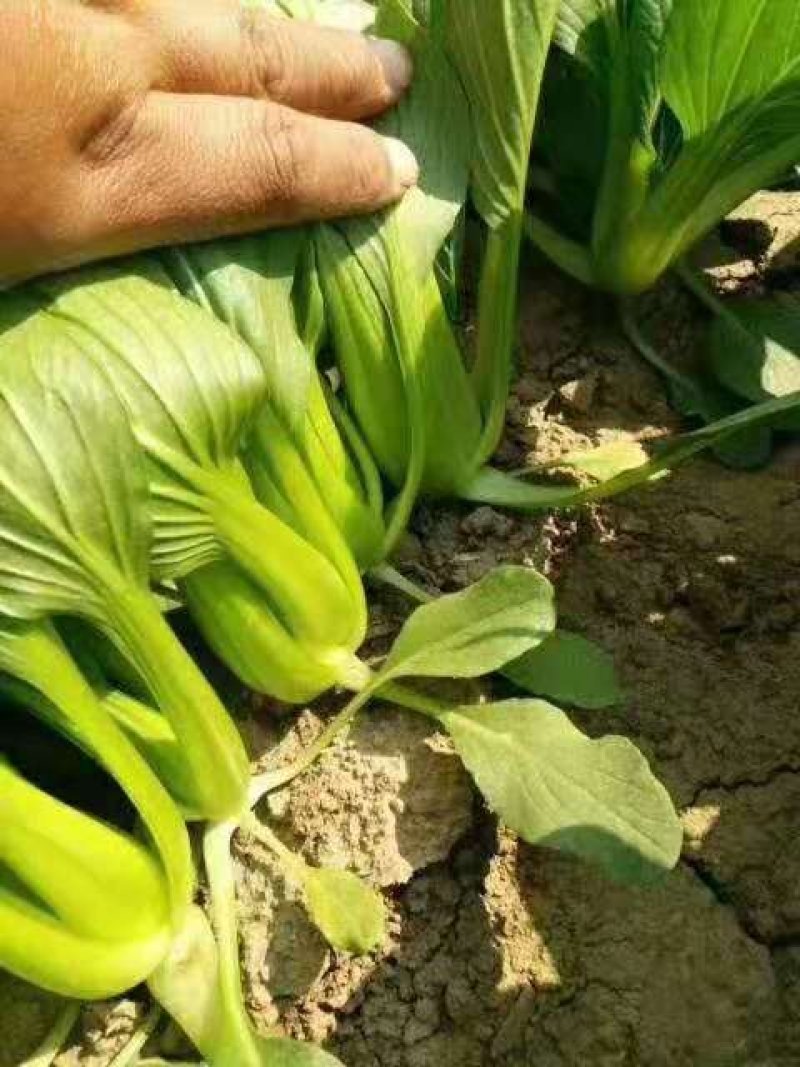 山东精品油菜蔬菜内有大型冷库本公司发票物流配送一条龙服务