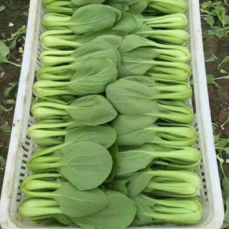 山东精品油菜蔬菜内有大型冷库本公司发票物流配送一条龙服务