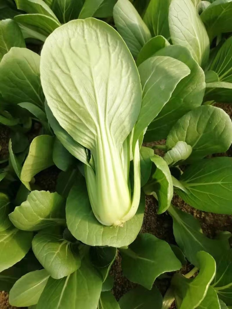 山东精品油菜蔬菜内有大型冷库本公司发票物流配送一条龙服务