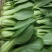 山东精品油菜蔬菜内有大型冷库本公司发票物流配送一条龙服务