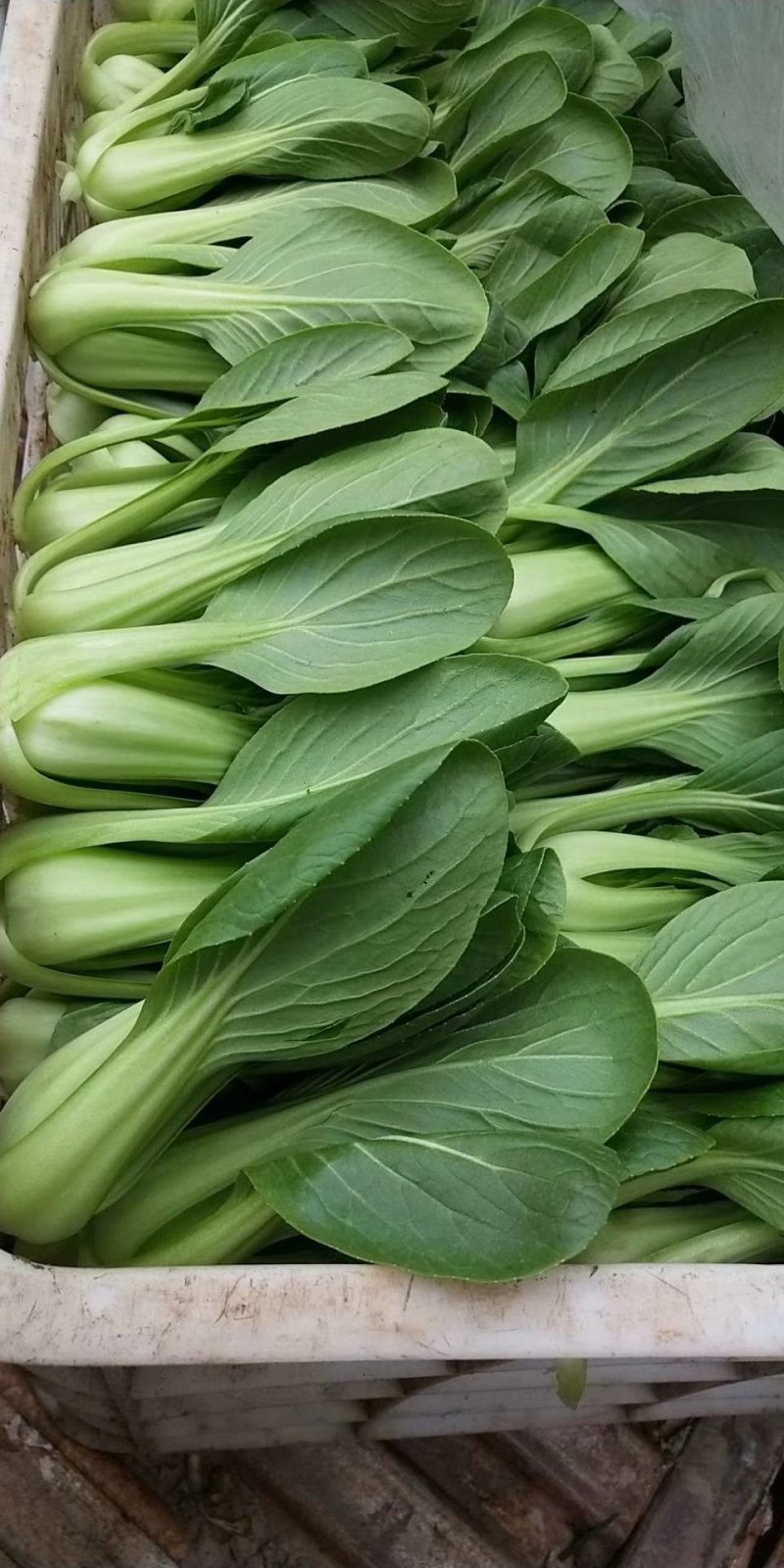 山东精品油菜蔬菜内有大型冷库本公司发票物流配送一条龙服务