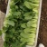 山东精品油菜蔬菜内有大型冷库本公司发票物流配送一条龙服务