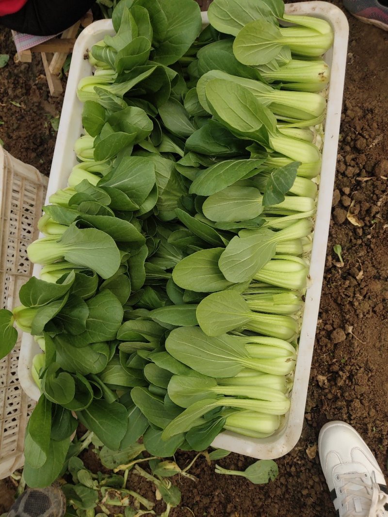 山东精品油菜蔬菜内有大型冷库本公司发票物流配送一条龙服务