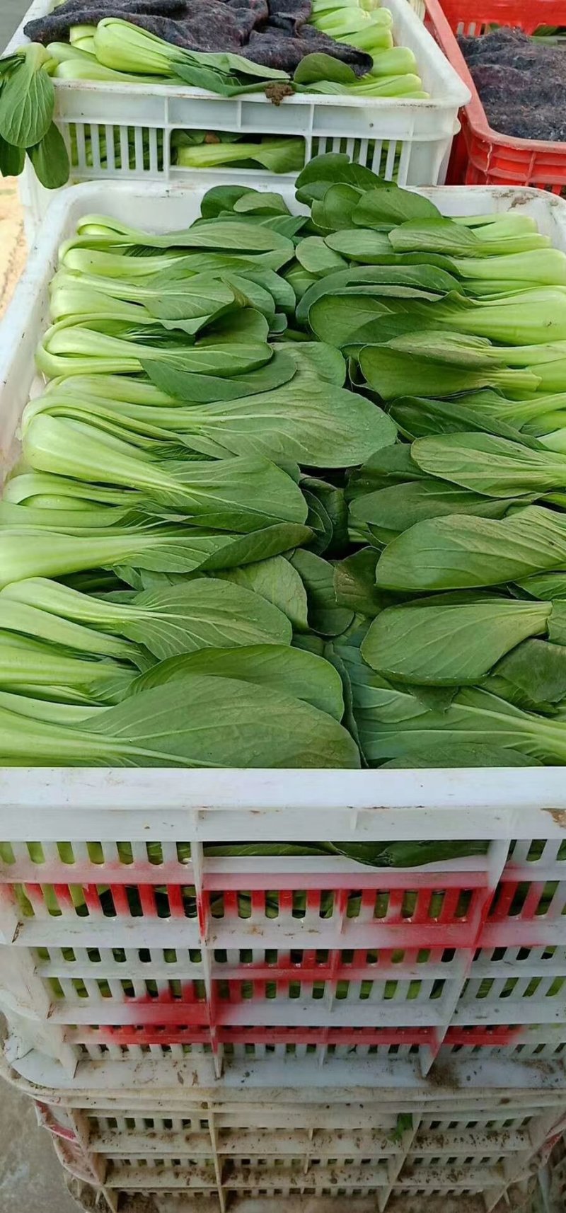 山东精品油菜蔬菜内有大型冷库本公司发票物流配送一条龙服务