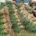 【牛商优选】红根蒜苗每年十月以后大量上市