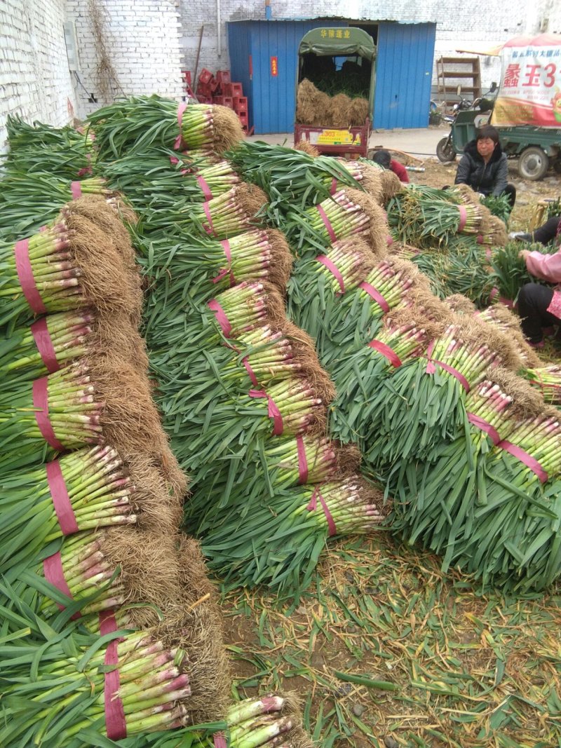 【牛商优选】红根蒜苗每年十月以后大量上市