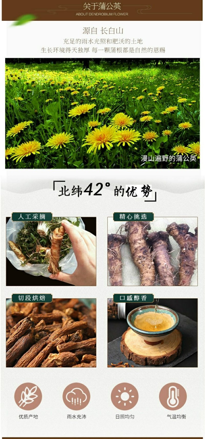 包邮长白山蒲公英根，产地直销婆婆丁古古丁蒲公英根