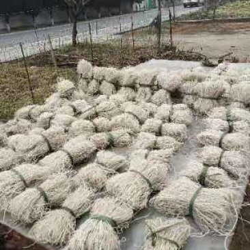 红薯粉条