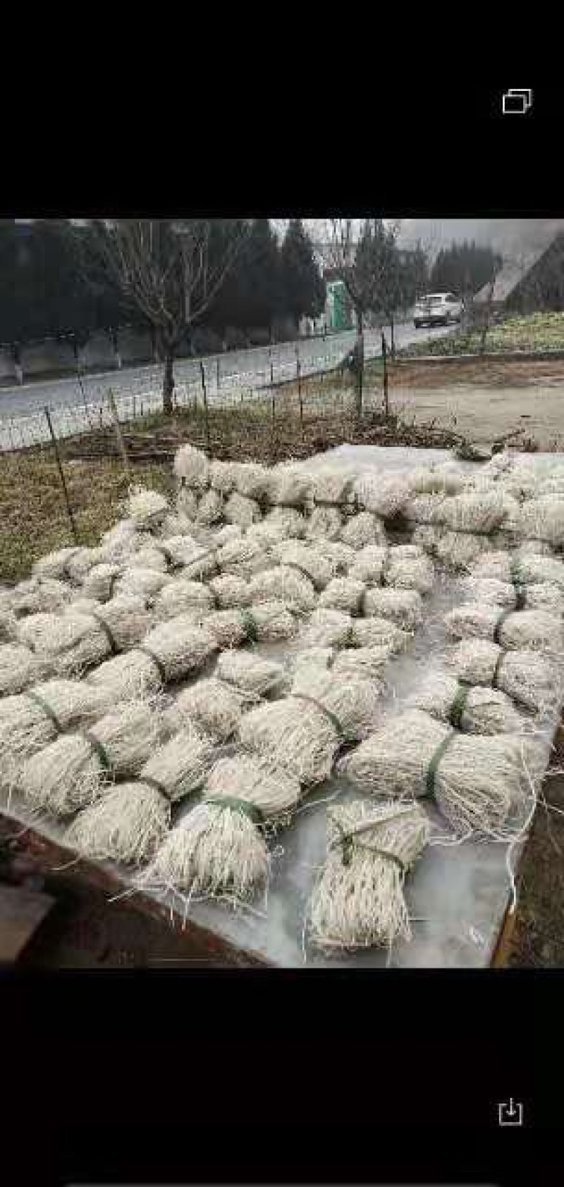 红薯粉条