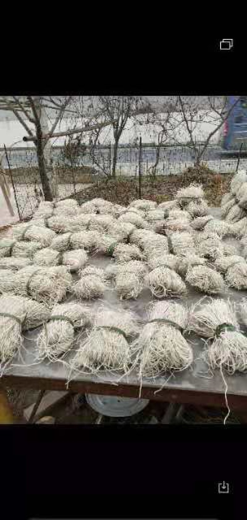 红薯粉条