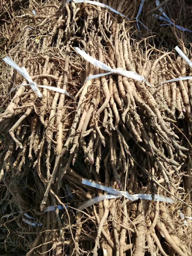 油用牡丹1-5年苗优质新鲜优质油用牡丹苗大量供应牡丹苗