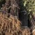 【大红袍花椒苗】山东泰安苗木基地直供山东花椒保证成活！