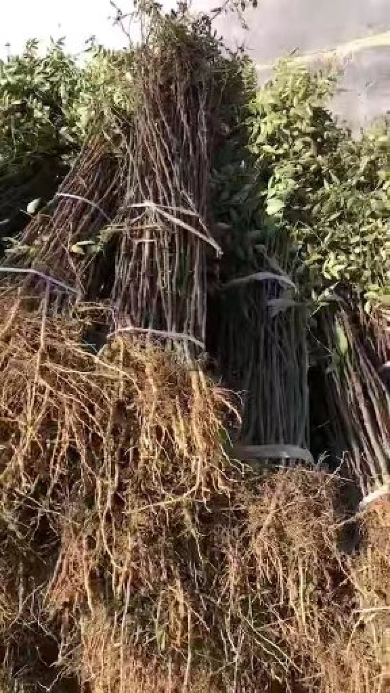 【大红袍花椒苗】山东泰安苗木基地直供山东花椒保证成活！