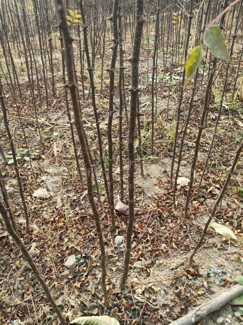 【大红袍花椒苗】山东泰安苗木基地直供山东花椒保证成活！
