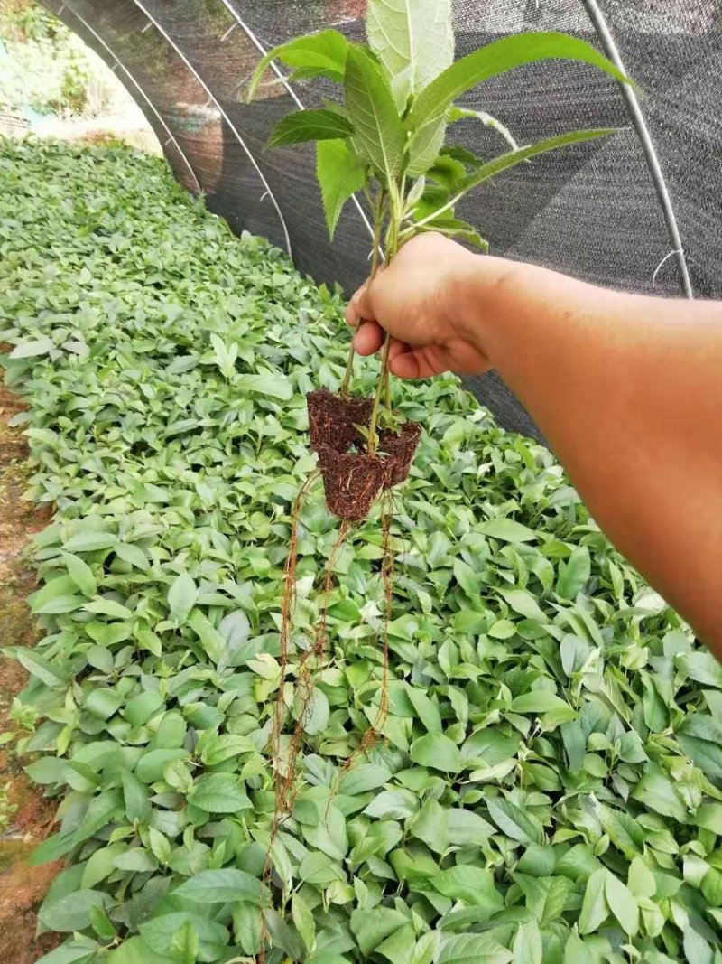 优质五指毛桃苗！杯苗，地苗都有