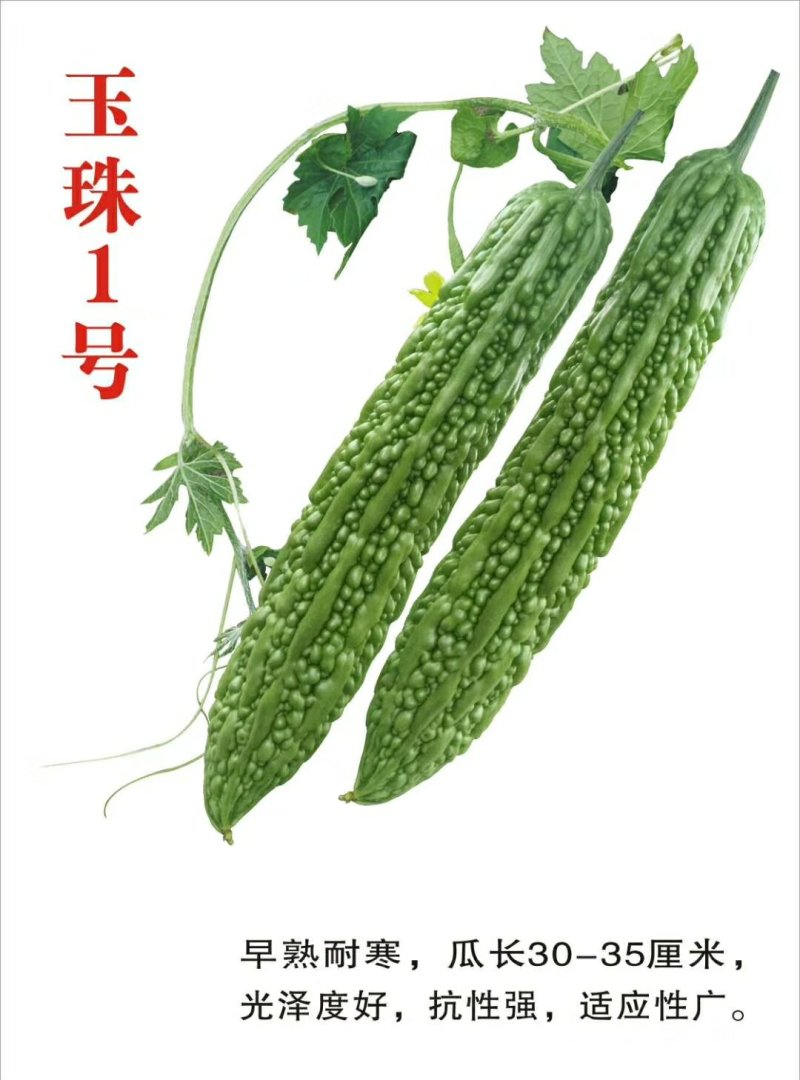玉珠1号苦瓜苗——苗场直供，穴盘苗，抗病力超级强