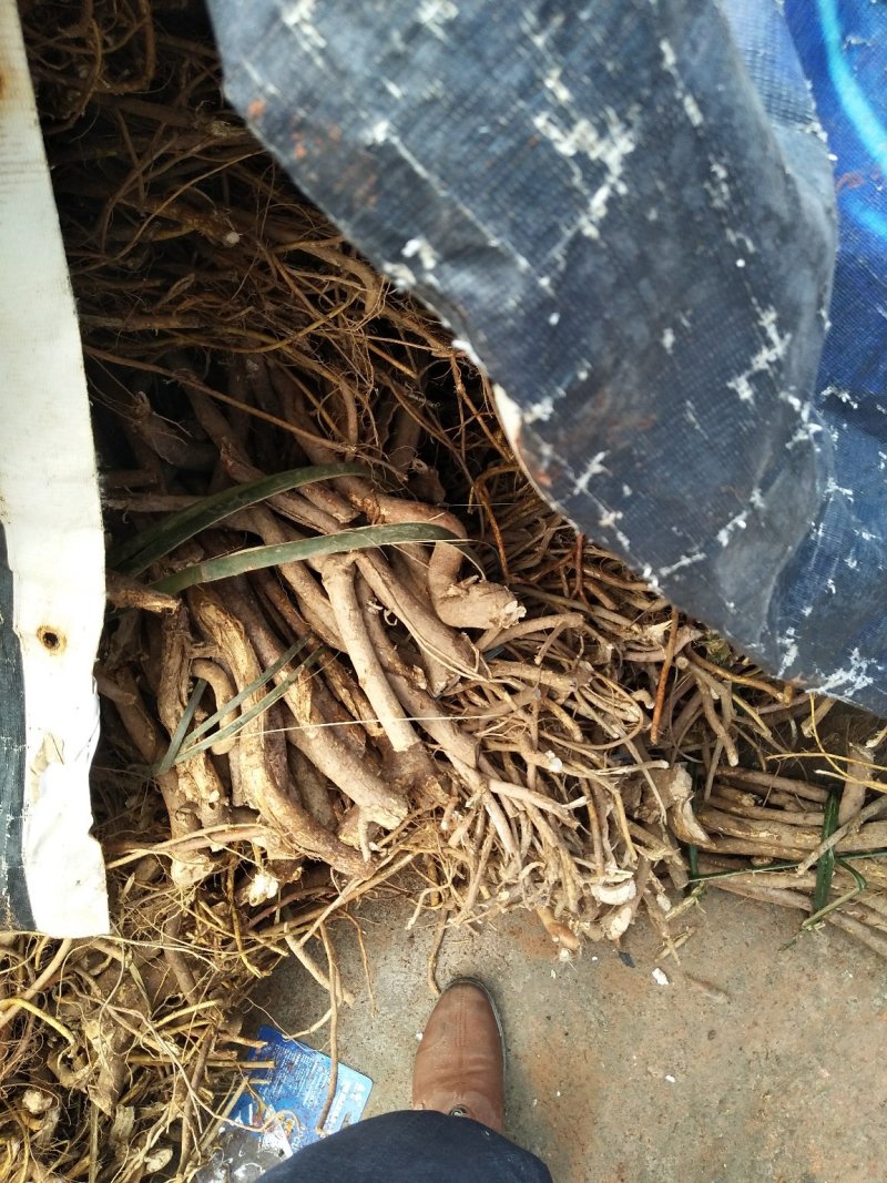 五指毛桃鲜根种植货！野生货