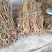 五指毛桃鲜根种植货！野生货