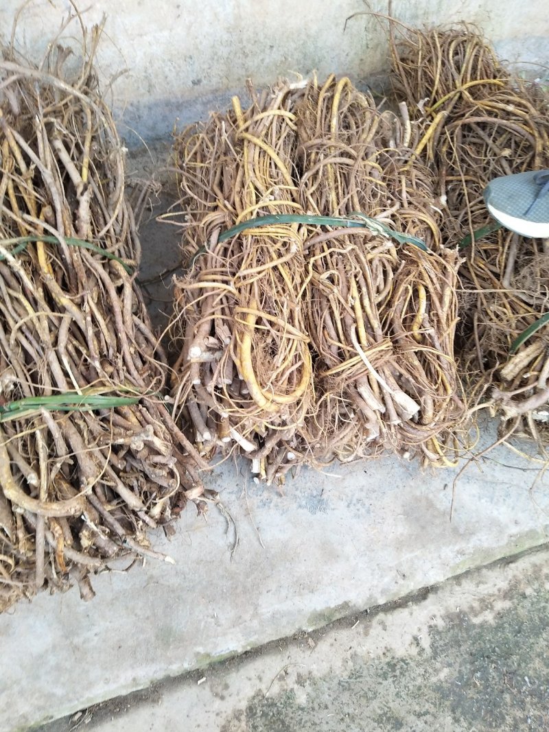 五指毛桃鲜根种植货！野生货