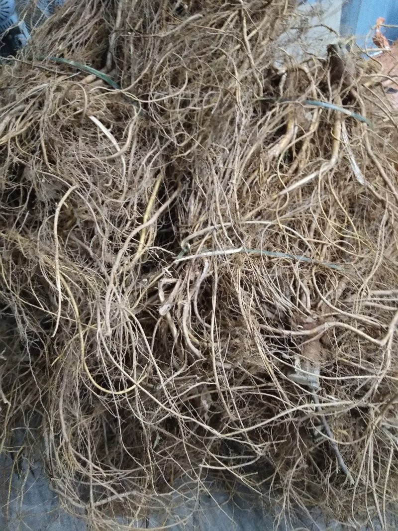 五指毛桃鲜根种植货！野生货