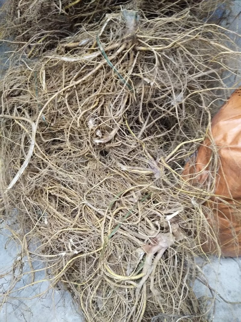 五指毛桃鲜根种植货！野生货