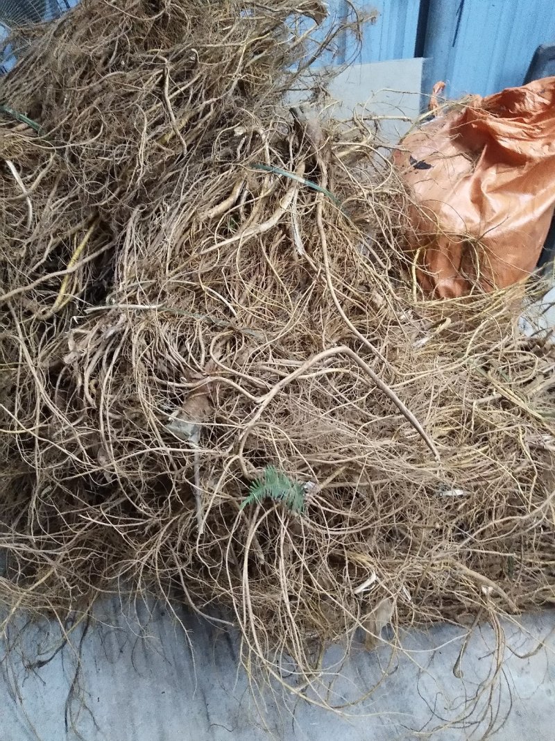 五指毛桃鲜根种植货！野生货