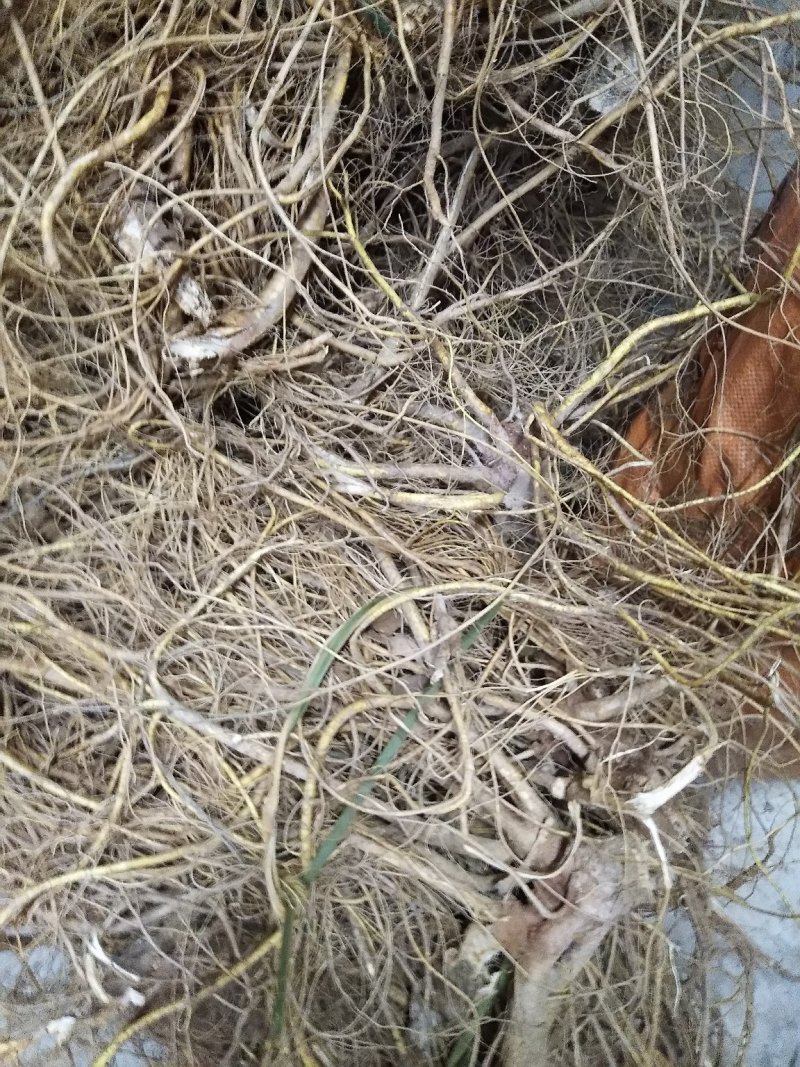 五指毛桃鲜根种植货！野生货
