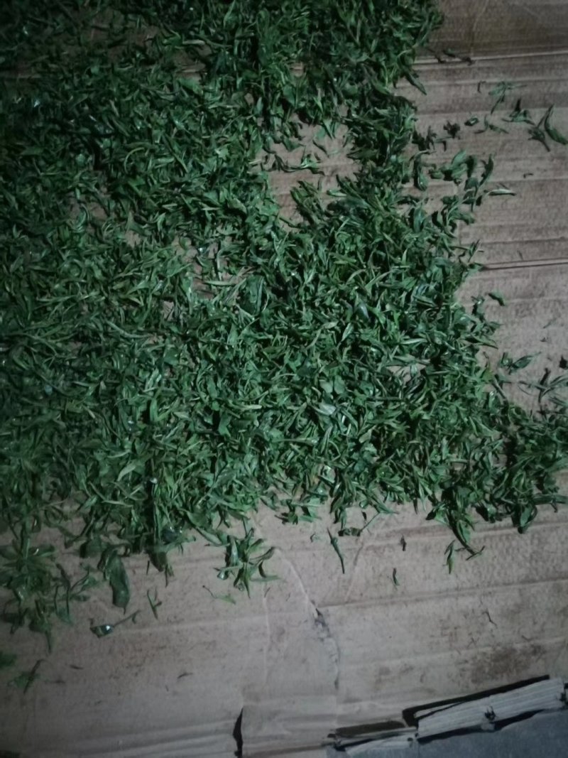 大围山，国家森林公园古树茶