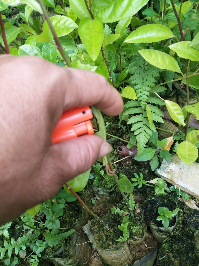 黄金百香果苗杯苗裸根苗大棚苗