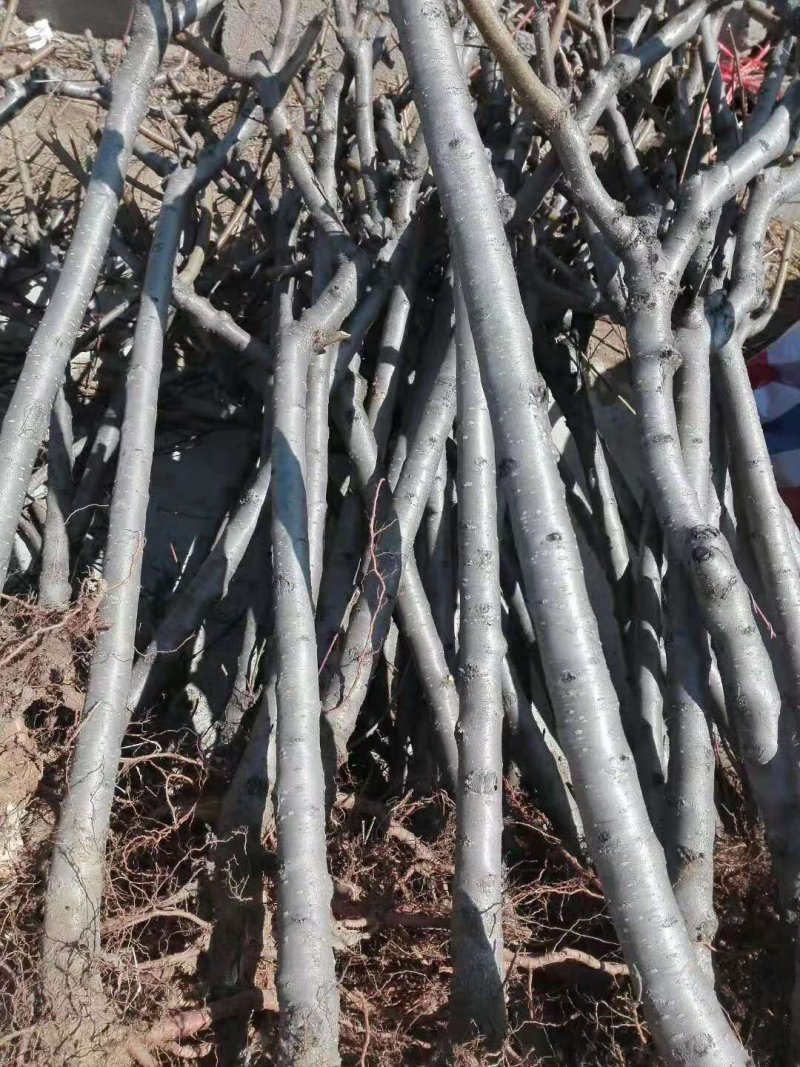 山东占地桃树苗全部精品可签合同